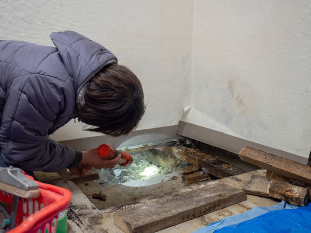 Best Industrial Mold Remediation  in Petersburg, MI