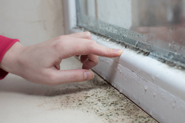 Best Mold-Related Health Consultation  in Petersburg, MI