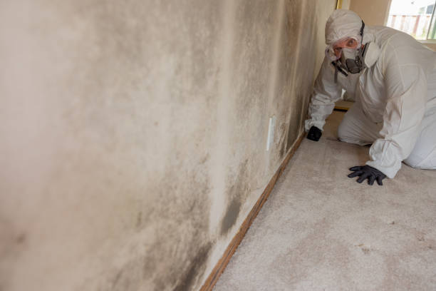 Best Basement Mold Removal  in Petersburg, MI