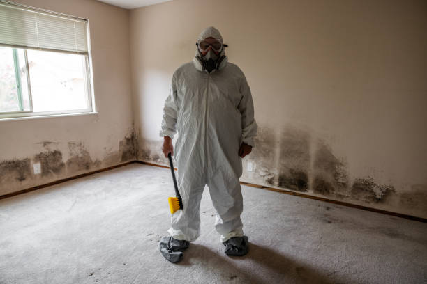Best Mold Odor Removal Services  in Petersburg, MI
